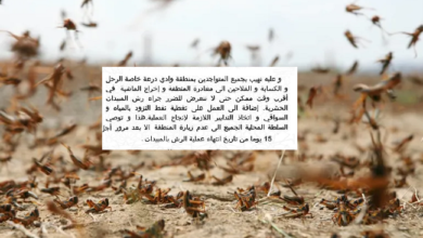 الجراد الصحراوي يجتاح فم الحصن